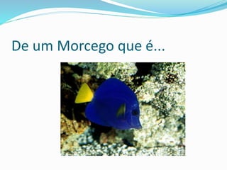 De um Morcego que é...
 