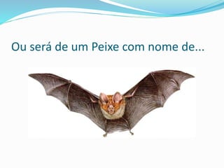Ou será de um Peixe com nome de...
 