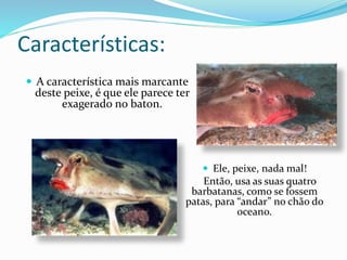 Características:
 A característica mais marcante
deste peixe, é que ele parece ter
exagerado no baton.
 Ele, peixe, nada mal!
Então, usa as suas quatro
barbatanas, como se fossem
patas, para “andar” no chão do
oceano.
 
