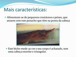  Alimentam-se de pequenos crustáceos e peixes, que
atraem com este penacho que têm na ponta da cabeça
 Este bicho mede 30 cm e seu corpo é achatado, tem
uma cabeça enorme e triangular.
Mais características:
 