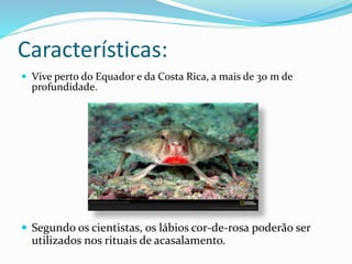 Características:
 Vive perto do Equador e da Costa Rica, a mais de 30 m de
profundidade.
 Segundo os cientistas, os lábios cor-de-rosa poderão ser
utilizados nos rituais de acasalamento.
 