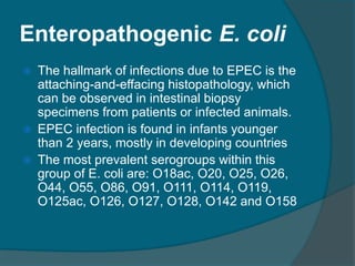 Enteropathogenic E. coli
 The hallmark of infections due to EPEC is the
attaching-and-effacing histopathology, which
can be observed in intestinal biopsy
specimens from patients or infected animals.
 EPEC infection is found in infants younger
than 2 years, mostly in developing countries
 The most prevalent serogroups within this
group of E. coli are: O18ac, O20, O25, O26,
O44, O55, O86, O91, O111, O114, O119,
O125ac, O126, O127, O128, O142 and O158
 