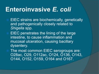 Enteroinvasive E. coli
 EIEC strains are biochemically, genetically
and pathogenically closely related to
Shigella spp.
 EIEC penetrates the lining of the large
intestine, to cause inflammation and
mucosal ulceration, causing bacillary
dysentery.
 The most common EIEC serogroups are:
O28ac, O29, O112ac, O124, O136, O143,
O144, O152, O159, O164 and O167.
 