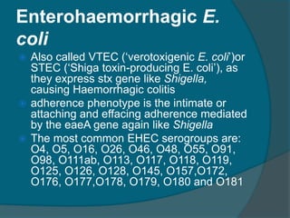 Enterohaemorrhagic E.
coli
 Also called VTEC (‘verotoxigenic E. coli’)or
STEC (‘Shiga toxin-producing E. coli’), as
they express stx gene like Shigella,
causing Haemorrhagic colitis
 adherence phenotype is the intimate or
attaching and effacing adherence mediated
by the eaeA gene again like Shigella
 The most common EHEC serogroups are:
O4, O5, O16, O26, O46, O48, O55, O91,
O98, O111ab, O113, O117, O118, O119,
O125, O126, O128, O145, O157,O172,
O176, O177,O178, O179, O180 and O181
 
