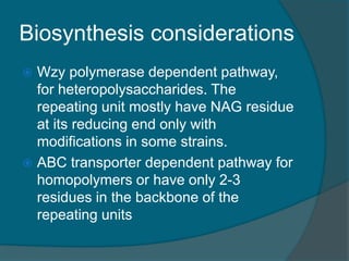 Biosynthesis considerations
 Wzy polymerase dependent pathway,
for heteropolysaccharides. The
repeating unit mostly have NAG residue
at its reducing end only with
modifications in some strains.
 ABC transporter dependent pathway for
homopolymers or have only 2-3
residues in the backbone of the
repeating units
 