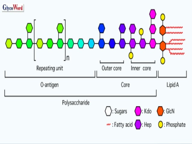 O antigens Escherichia coli