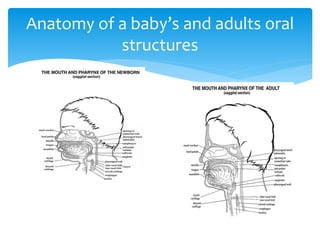 Anatomy of a baby’s and adults oral
structures
 