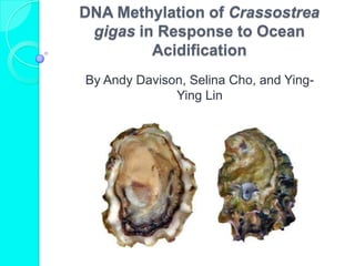 DNA Methylation of Crassostrea
 gigas in Response to Ocean
         Acidification
By Andy Davison, Selina Cho, and Ying-
              Ying Lin
 