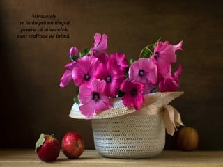 Miracolele
 se întâmplă tot timpul
  pentru că miracolele
sunt realizate de inimă.
 