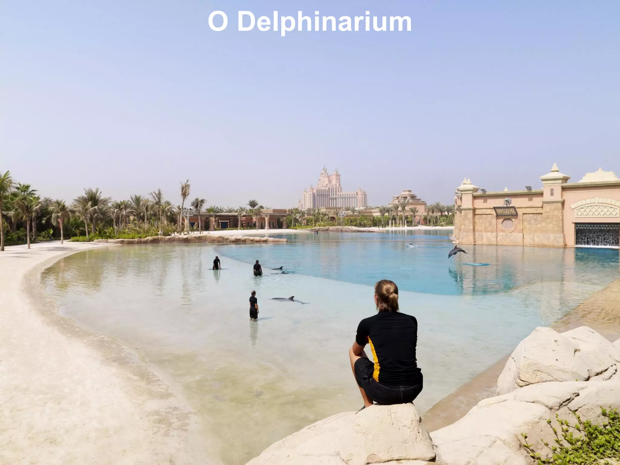 O Delphinarium