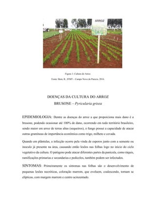 Figura 1: Cultura do Arroz.
Fonte: Bem, R.; IFMT – Campo Novo do Parecis, 2016.
DOENÇAS DA CULTURA DO ARROZ
BRUSONE – Pyricularia grisea
EPIDEMIOLOGIA: Dentre as doenças do arroz a que proporciona mais dano é a
brusone, podendo ocasionar até 100% de dano, ocorrendo em todo território brasileiro,
sendo maior em arroz de terras altas (sequeiros), o fungo possui a capacidade de atacar
outras gramíneas de importância econômica como trigo, milheto e cevada.
Quando em plântulas, a infecção ocorre pela vinda de esporos junto com a semente ou
inoculo já presente na área, causando então lesões nas folhas logo no início do ciclo
vegetativo da cultura. O patógeno pode atacar diferentes partes da panícula, como ráquis,
ramificações primarias e secundarias e pedicelos, também podem ser infectados.
SINTOMAS: Primeiramente os sintomas nas folhas são o desenvolvimento de
pequenas lesões necróticas, coloração marrom, que evoluem, coalescendo, tornam se
elípticas, com margem marrom e centro acinzentado.
 