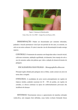 Figura 3: Sintomas de Mancha parda.
Fonte: Silva, M. J. R.; IFMT – Campo Novo do Parecis, 2016.
DISSEMINAÇÃO: Podem ser disseminados por sementes infectadas,
podendo o inoculo permanecer viável por um período de três anos, na semente, no
solo ou em restos culturais. O vento é uma das vias de disseminação levando consigo
esporos.
CONTROLE: O tratamento de sementes com fungicidas reduz o inoculo inicial,
cultivares resistentes, adubação equilibrada, nivelamento, bom manejo do solo e
uso de sementes sadias são práticas que visão a redução do desenvolvimento do
patógeno.
ESCALDADURA DAS FOLHAS – Monographella albescens
Principal região afetada pelo patógeno são as folhas, sendo comum em arroz de
terras altas e irrigado.
ETIOLOGIA: A escaldadura do arroz ocorre principalmente em regiões de
trópicos úmidos, podendo ocasionar de 20 – 30% de perdas, em regiões de
cerrados, as chuvas continuas na época do emborrachamento provocam alta
incidência de doenças
SINTOMAS: Notoriamente nota-se o aparecimento de manchas coloração
verde-oliva, sem margens bem definidas, essas lesões evoluem formando faixas
 