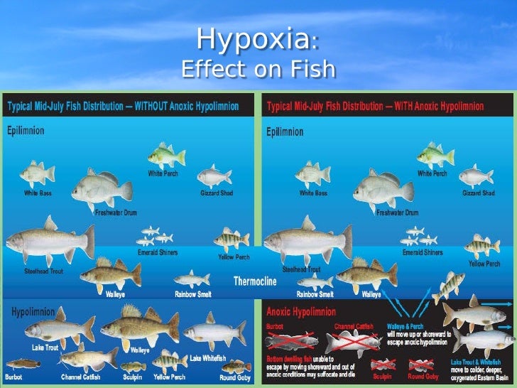Dissolved Oxygen in Lake Erie
