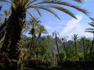 Oases