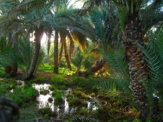 Oases