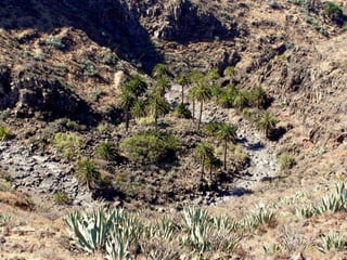 Oases