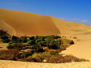 Oases