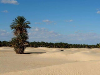 Oases