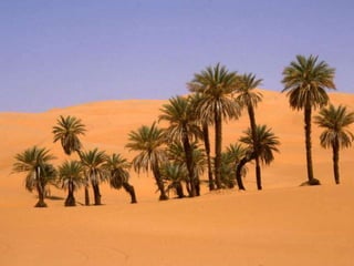 Oases