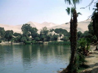 Oases