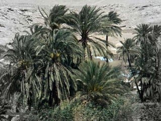 Oases