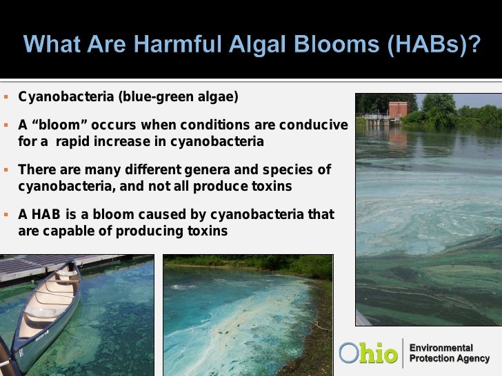 Harmful Algal Blooms
