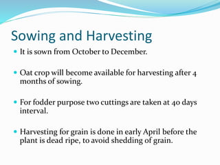 Sowing and Harvesting
 It is sown from October to December.
 Oat crop will become available for harvesting after 4
months of sowing.
 For fodder purpose two cuttings are taken at 40 days
interval.
 Harvesting for grain is done in early April before the
plant is dead ripe, to avoid shedding of grain.
 