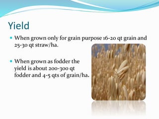 Yield
 When grown only for grain purpose 16-20 qt grain and
25-30 qt straw/ha.
 When grown as fodder the
yield is about 200-300 qt
fodder and 4-5 qts of grain/ha.
 