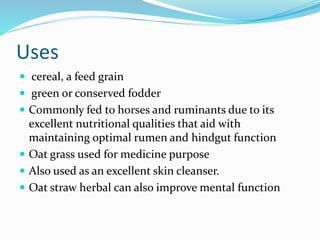 Uses
 cereal, a feed grain
 green or conserved fodder
 Commonly fed to horses and ruminants due to its
excellent nutritional qualities that aid with
maintaining optimal rumen and hindgut function
 Oat grass used for medicine purpose
 Also used as an excellent skin cleanser.
 Oat straw herbal can also improve mental function
 