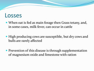 Losses
 When oat is fed as main forage then Grass tetany, and,
in some cases, milk fever, can occur in cattle
 High producing cows are susceptible, but dry cows and
bulls are rarely affected
 Prevention of this disease is through supplementation
of magnesium oxide and limestone with ration
 