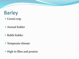 Barley
 Cereal crop
 Annual fodder
 Rabbi fodder
 Temperate climate
 High in fiber and protein
 