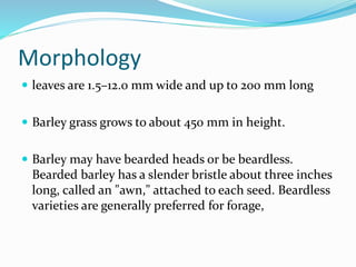 Morphology
 leaves are 1.5–12.0 mm wide and up to 200 mm long
 Barley grass grows to about 450 mm in height.
 Barley may have bearded heads or be beardless.
Bearded barley has a slender bristle about three inches
long, called an "awn," attached to each seed. Beardless
varieties are generally preferred for forage,
 