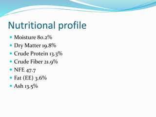Nutritional profile
 Moisture 80.2%
 Dry Matter 19.8%
 Crude Protein 13.3%
 Crude Fiber 21.9%
 NFE 47.7
 Fat (EE) 3.6%
 Ash 13.5%
 