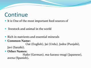 Continue
 It is One of the most important feed sources of
 livestock and animal in the world
 Rich in nutrients and essential minerals
 Common Name:
Oat (English), Jai (Urdu), Jodra (Punjabi),
Javi (Saraiki).
 Other Names:
Hafer (German), ma-karasu-mugi (Japanese),
avena (Spanish).
 