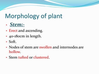 Morphology of plant
• Stem:-
• Erect and ascending.
• 40-180cm in length.
• Soft.
• Nodes of stem are swollen and internodes are
hollow.
• Stem tufted or clustered.
 