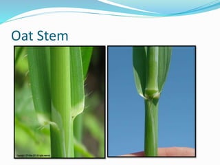 Oat Stem
 