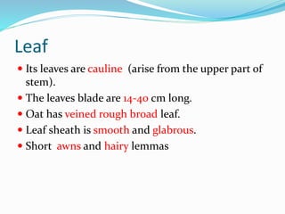 Leaf
 Its leaves are cauline (arise from the upper part of
stem).
 The leaves blade are 14-40 cm long.
 Oat has veined rough broad leaf.
 Leaf sheath is smooth and glabrous.
 Short awns and hairy lemmas
 