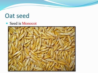 Oat seed
 Seed is Monocot
 