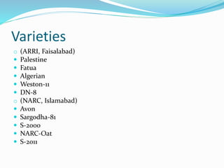 Varieties
o (ARRI, Faisalabad)
 Palestine
 Fatua
 Algerian
 Weston-11
 DN-8
o (NARC, Islamabad)
 Avon
 Sargodha-81
 S-2000
 NARC-Oat
 S-2011
 