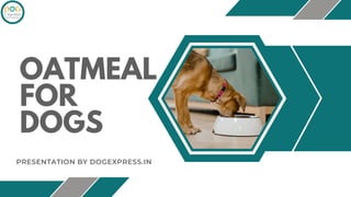 OATMEAL
FOR
DOGS
PRESENTATION BY DOGEXPRESS.IN
 