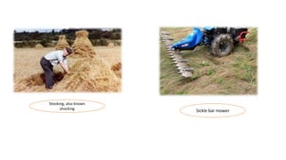 Stooking, also known
shocking
Sickle bar mower
 