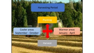 Harvesting Period
Planting
Warmer areas
January - April
Cooler areas
September - October
Harvest
 