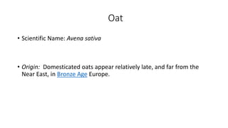 Oat
• Scientific Name: Avena sativa
• Origin: Domesticated oats appear relatively late, and far from the
Near East, in Bronze Age Europe.
 