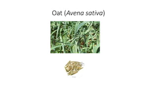 Oat (Avena sativa)
 