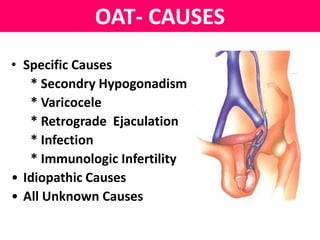OAT- CAUSES 
• Specific Causes 
* Secondry Hypogonadism 
* Varicocele 
* Retrograde Ejaculation 
* Infection 
* Immunologic Infertility 
• Idiopathic Causes 
• All Unknown Causes 
 