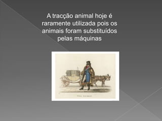 A tracção animal hoje é raramente utilizada pois os animais foram substituídos pelas máquinas