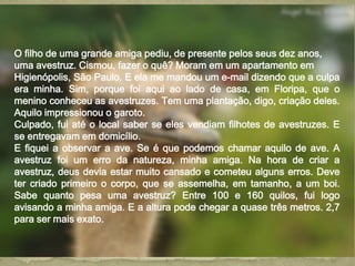 O filho de uma grande amiga pediu, de presente pelos seus dez anos,
uma avestruz. Cismou, fazer o quê? Moram em um apartamento em
Higienópolis, São Paulo. E ela me mandou um e-mail dizendo que a culpa
era minha. Sim, porque foi aqui ao lado de casa, em Floripa, que o
menino conheceu as avestruzes. Tem uma plantação, digo, criação deles.
Aquilo impressionou o garoto.
Culpado, fui até o local saber se eles vendiam filhotes de avestruzes. E
se entregavam em domicílio.
E fiquei a observar a ave. Se é que podemos chamar aquilo de ave. A
avestruz foi um erro da natureza, minha amiga. Na hora de criar a
avestruz, deus devia estar muito cansado e cometeu alguns erros. Deve
ter criado primeiro o corpo, que se assemelha, em tamanho, a um boi.
Sabe quanto pesa uma avestruz? Entre 100 e 160 quilos, fui logo
avisando a minha amiga. E a altura pode chegar a quase três metros. 2,7
para ser mais exato.
 