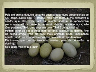 Pois um animal daquele tamanho deveria botar ovos proporcionais ao
seu corpo. Outro erro. É grande, mas nem tanto. E me explicava o
criador que elas vivem até os setenta anos e se reproduzem
plenamente até os quarenta, entrando depois na menopausa, não
têm, portanto, TPM. Uma avestruz com TPM é perigosíssima!
Podem gerar de dez a trinta crias por ano, expliquei ao garoto, filho
da minha amiga. Pois ele ficou mais animado ainda, imaginando
aquele bando de avestruzes correndo pela sala do apartamento.
Ele insiste, quer que eu leve uma avestruz para ele de avião, no
domingo.
Não sabia mais o que fazer.
 