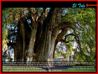 El Tule El Árbol de Santa María del Tule, es reconocido como el árbol más notable del Estado de Oaxaca y es famoso  por su excepcional diámetro del tronco, que mide 14.36 metros y alcanza una circunferencia de 45 metros.  Este portento de la naturaleza que los botánicos han clasificado como  Taxodium Mucronatum  con una edad que sobrepasa los 2000 años, corresponde al grupo de los sabinos ( también conocido como ahuehuete ) y alcanza una altura de más de 40 metros, puede considerarse como uno de los más grandes y antiguos del mundo. E 