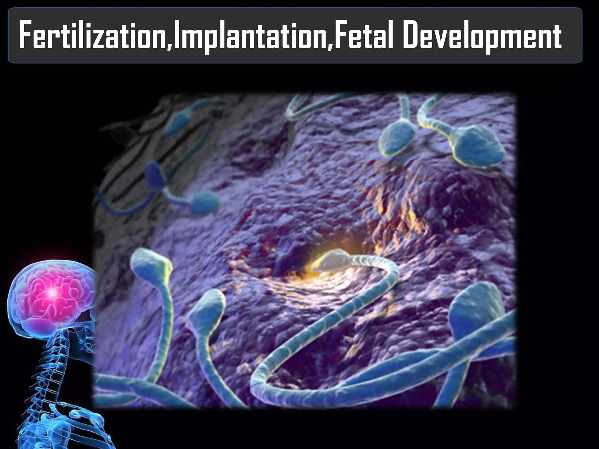 Fertilization,Implantation,Fetal Development 
